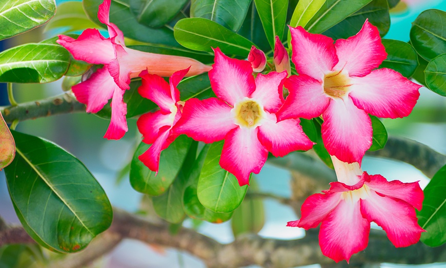 Image 3: 1 of 2 "Adenium" woestijnroos planten