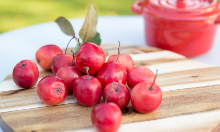 Image 1: Malus Appletini Trees