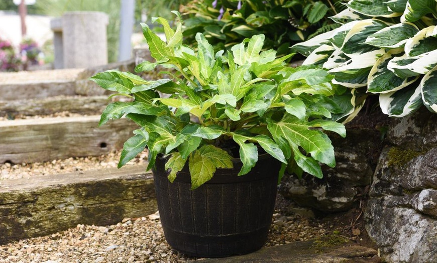 Image 4: Fatsia japonica Camouflage Evergreen Tropical Foliage