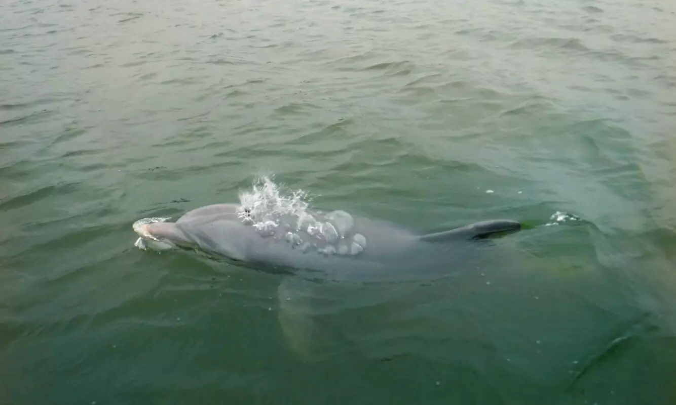 Experience Lowcountry Watersports' 90-Minute Dolphin Tour for Up to Four with up to 21% off. Explore the waters of Hilton Head - Second Medium