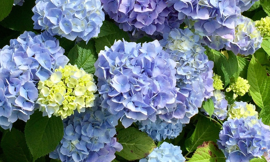 Image 5: Hydrangea Plants - Up to 4 Potted Plants