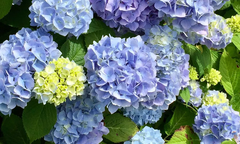Hydrangea Plants - Up to 4 Potted Plants