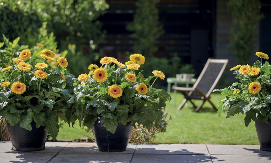 Image 6: Gerbera Patio Collection of Six Plants