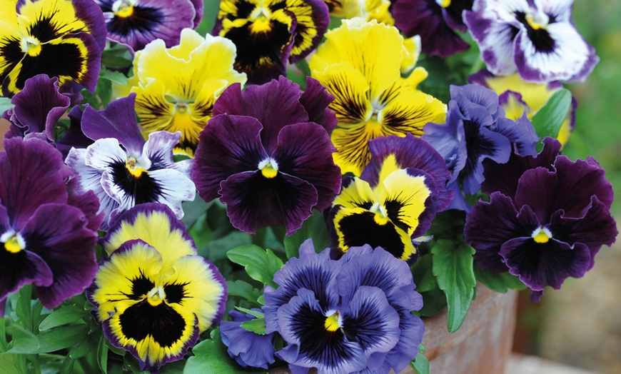 Image 17: Vibrant Winter Flowering Pansy Mixes - up to 72 Plants