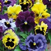 Image 17: Vibrant Winter Flowering Pansy Mixes - up to 72 Plants