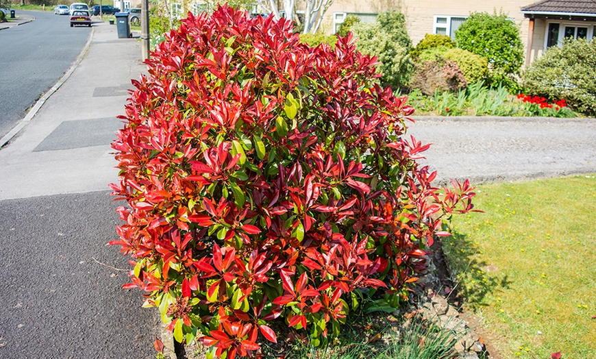 Image 6: Set di Piante Photinia, Foglie Rosse