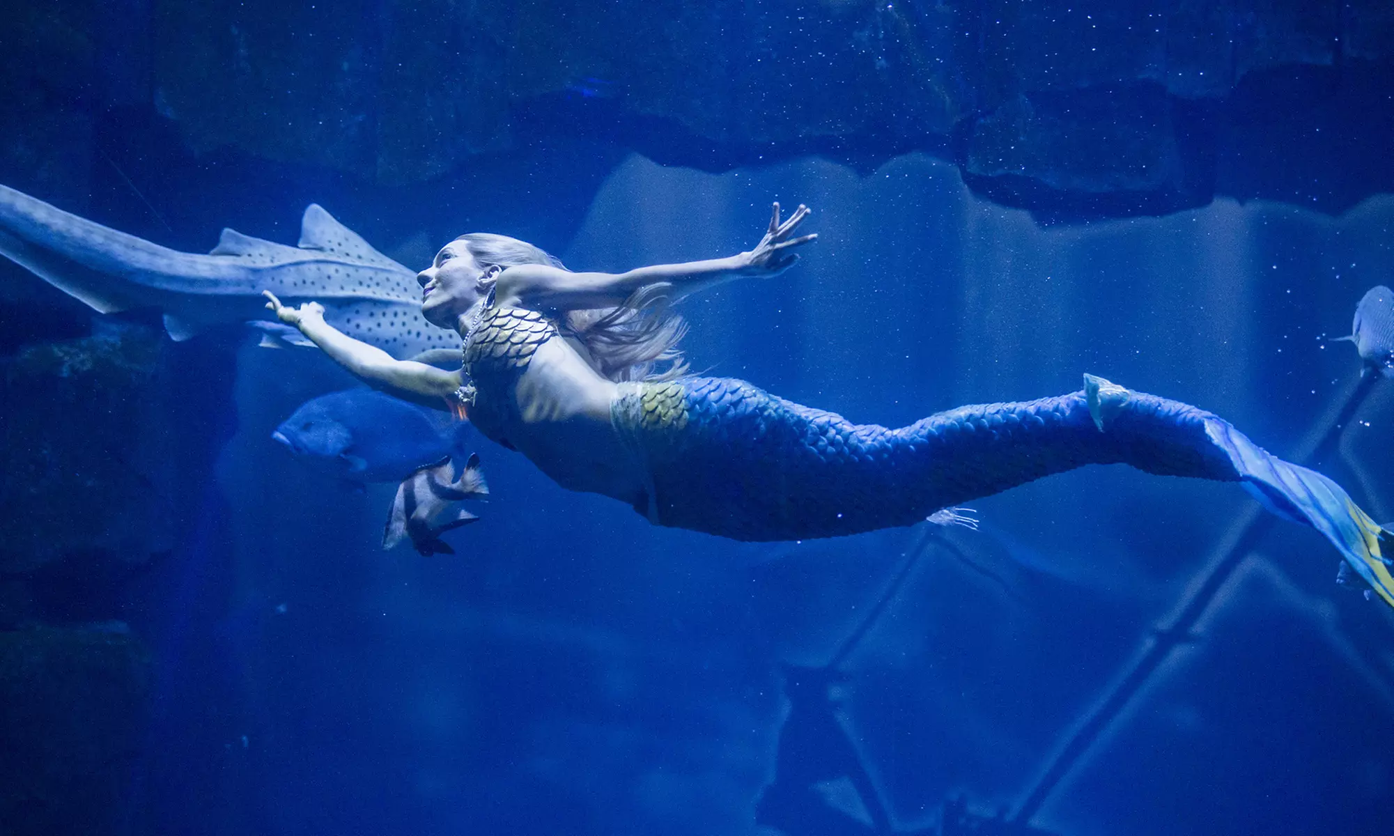 Découvrir la richesse du monde sous-marin de l'Aquarium de Paris durant toute l'année - Image 7