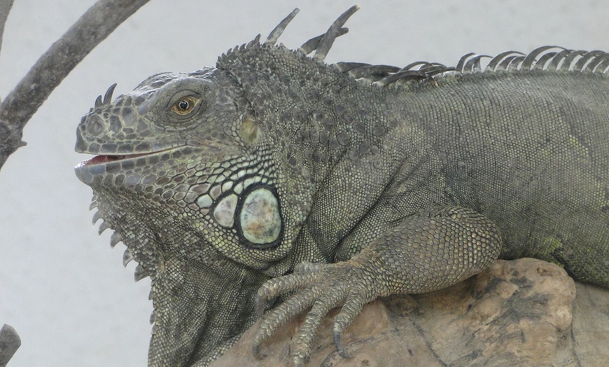 Image 5: Zoo de Fréjus : les animaux comme vous ne les avez jamais vus !