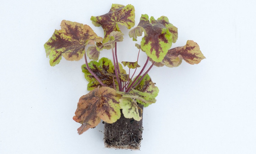 Image 4: Five Heuchera Mosaic Plants