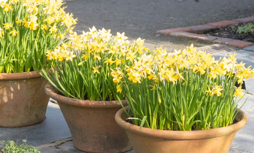 Image 1: 60 or 120 Narcissus Daffodil Dwarf Collection Bulbs