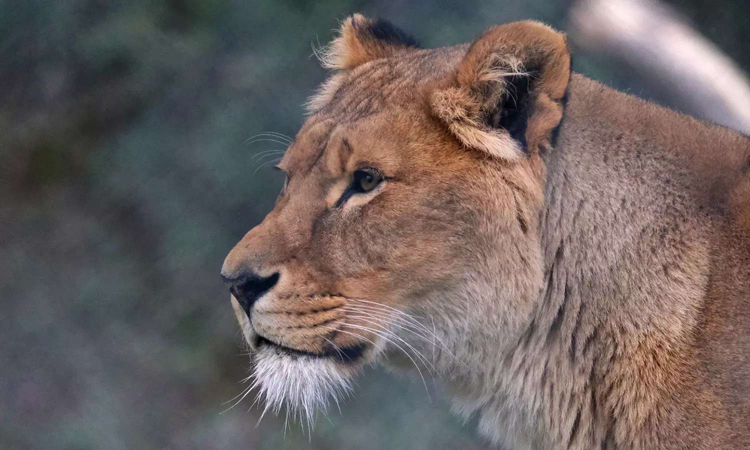 Experience Wild Africa: Lions, Rhinos & Conservation