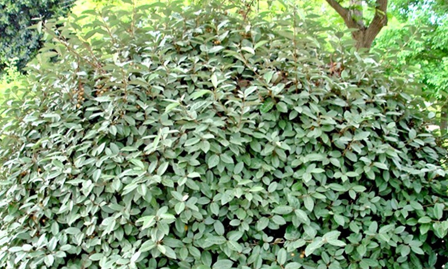 Image 8: Siepe di Abelia o Olivagno