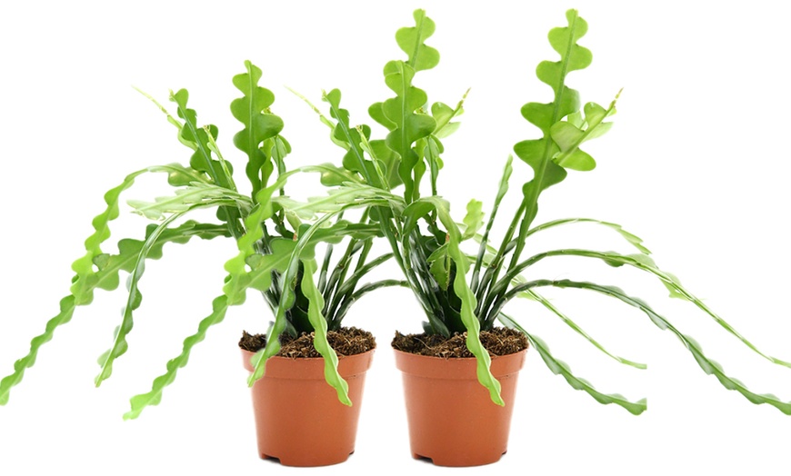 Image 4: Fishbone Cactus Houseplant – up to 3 Potted Plants