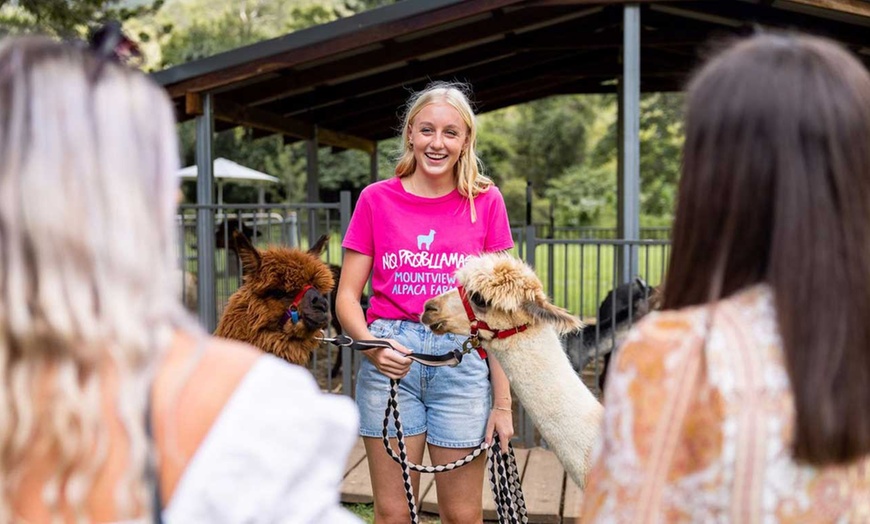 Image 7: Therapeutic Alpaca Visits and Family-Friendly Fun at Mountview Farm