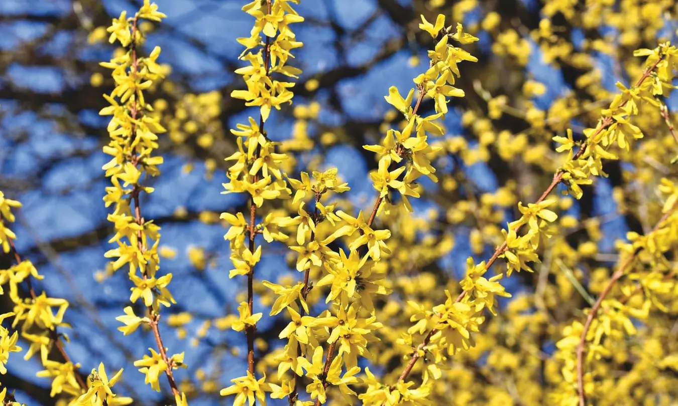 4er- oder 8er-Set Ziersträucher - Primary Image