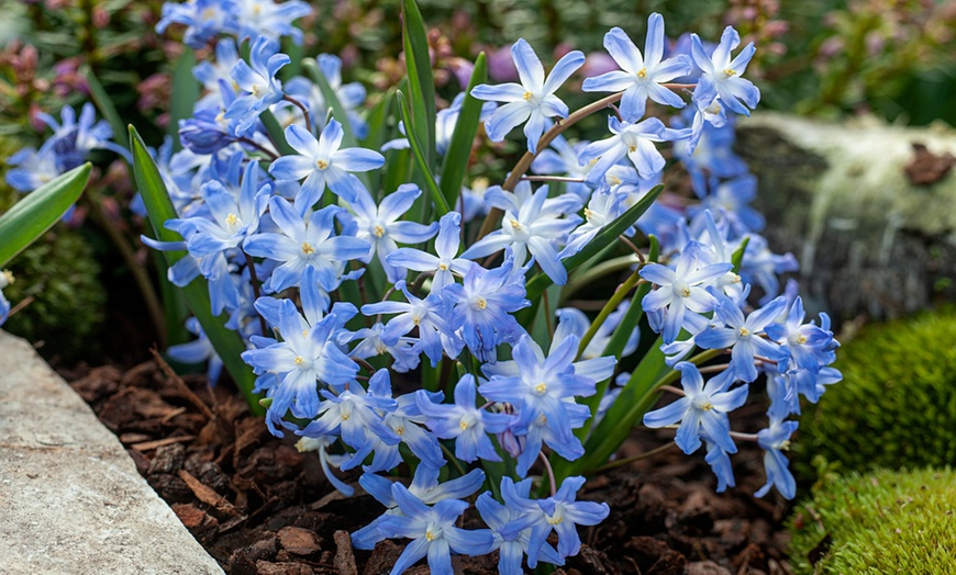 Image 3: 40, 80 ou 120 bulbes de fleurs à papillons