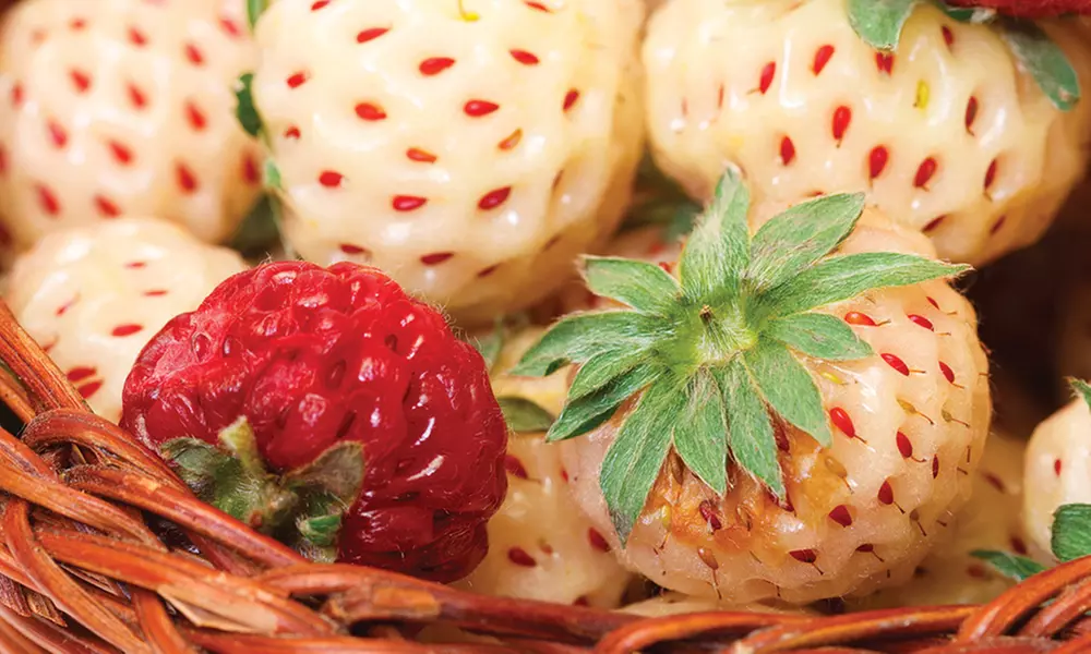 White Carolina Pineberry Bare-Root Plants - Primary Image