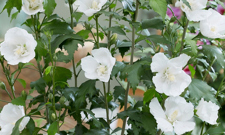 Image 3: Hibiscus Flower Tower White - 1, 2 or 3 Potted Plants