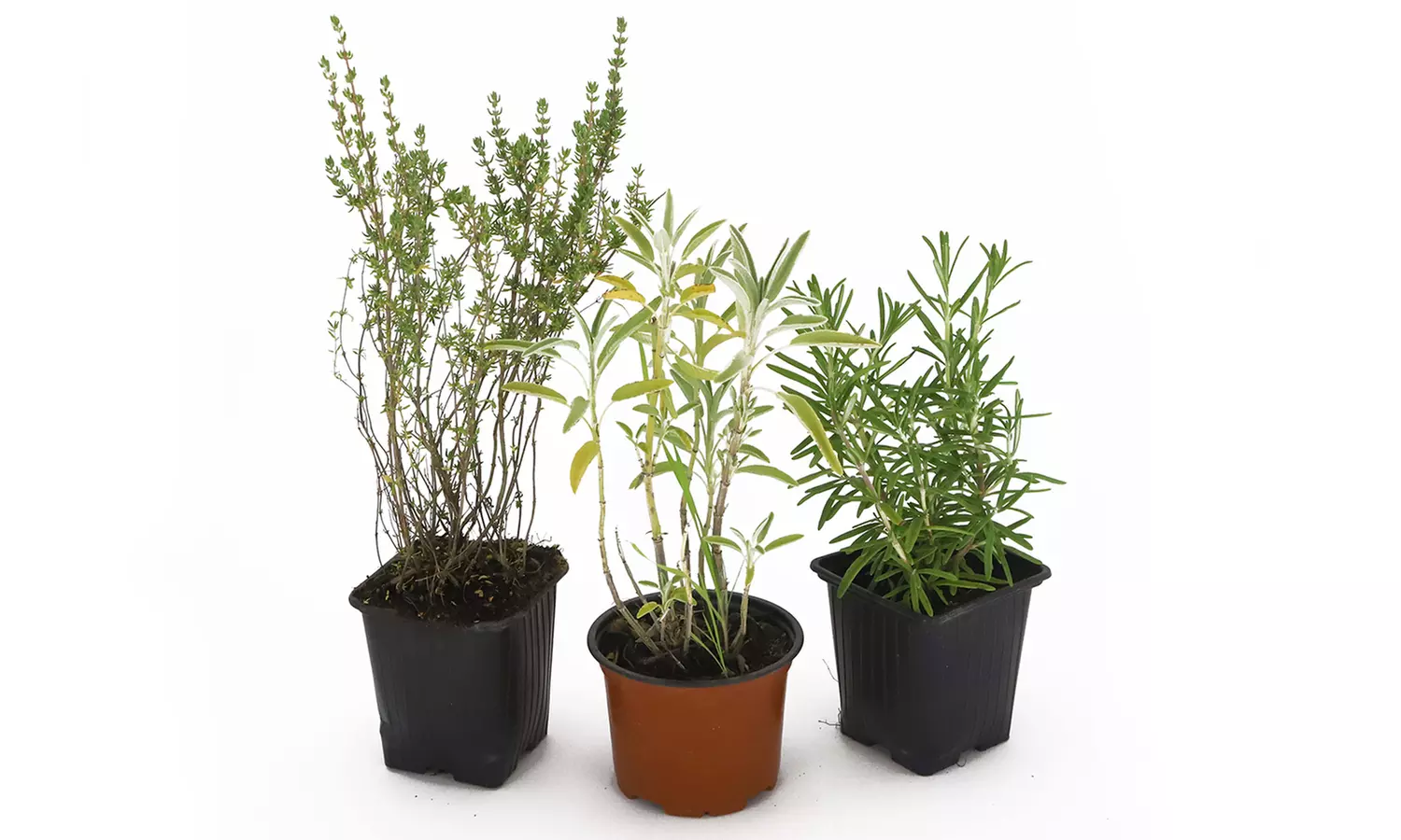 Collection de 3 plantes aromatiques, 30cm à la livraison, pot inclus - Primary Image