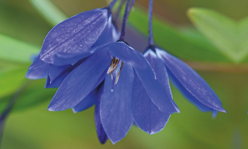 Image 4: Climbing Sollya Heterophylla 'Ultra Blue' – 1 or 2 Potted Plants