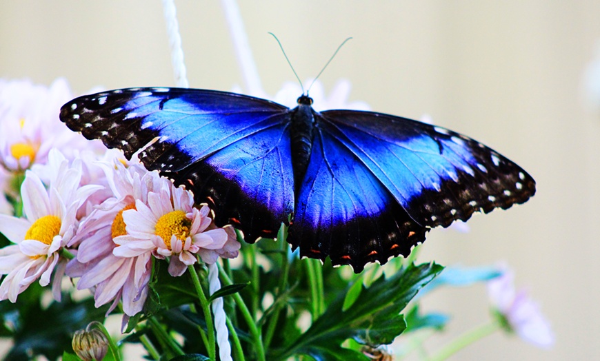 Image 6: Dubai Butterfly Garden Offer