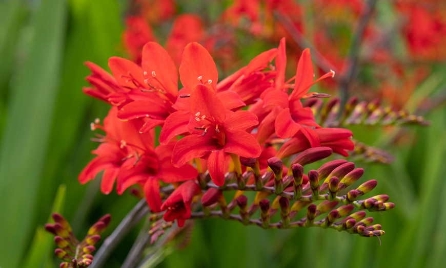 Image 3: Three or Ten Crocosmia Lucifer Bulbs