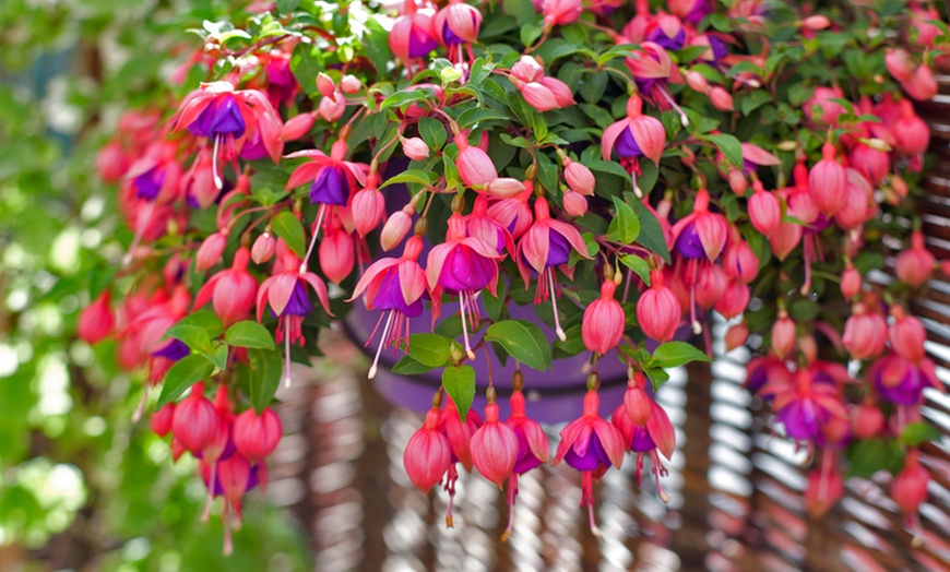 Image 1: Garden Ready Trailing Fuchsia