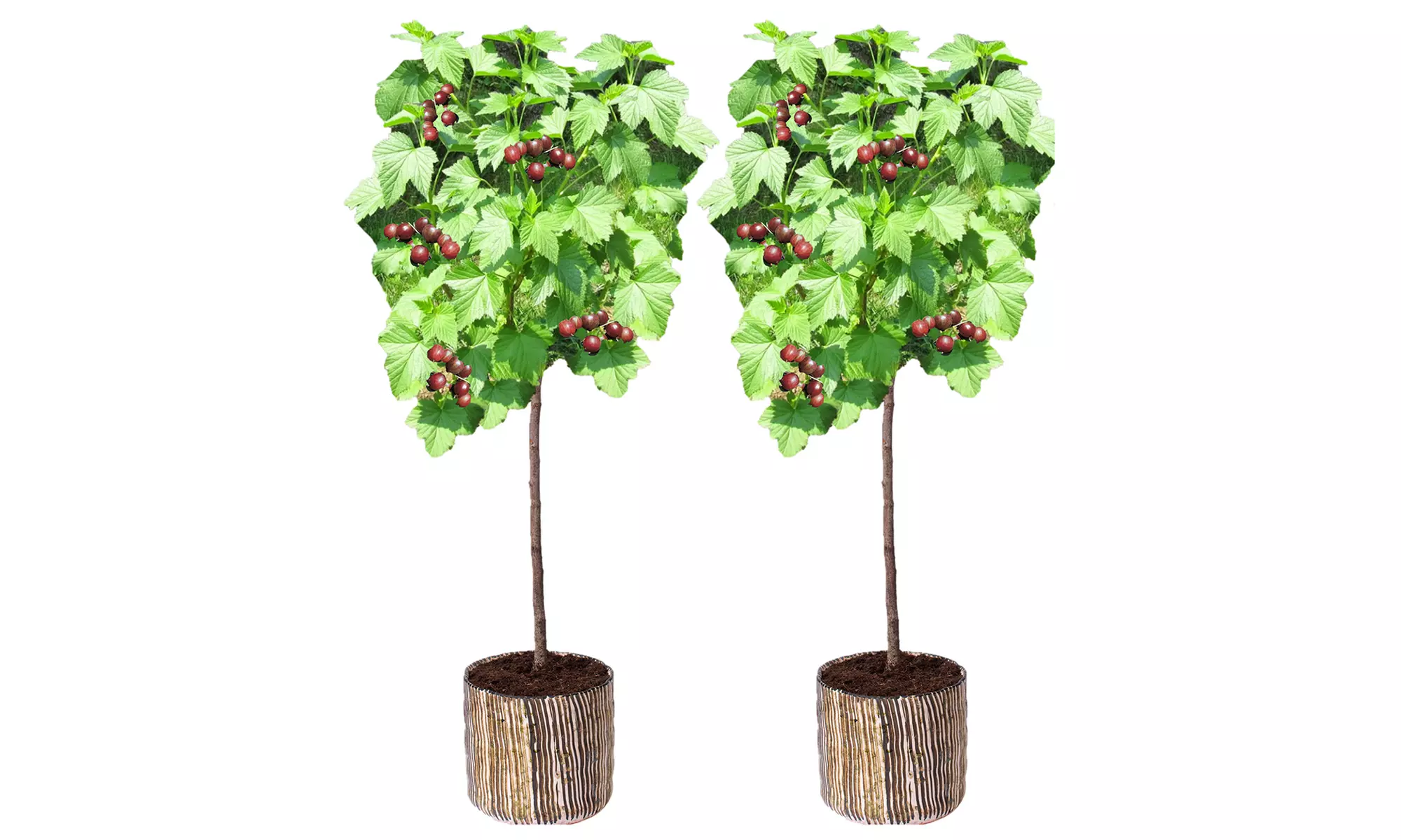 2er-Set Rote Stachelbeeren 'Hinnonmäki Röd' mit Stamm - Primary Image