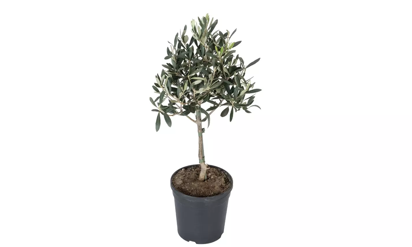 Bis zu 8x Olivenbäume