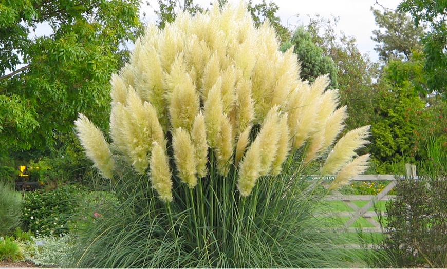 Image 4: 3er- oder 6er-Set Pampasgräser "Cortaderia selloana"