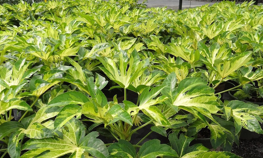 Image 3: Fatsia japonica Camouflage Evergreen Tropical Foliage