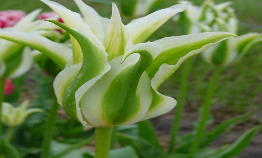 Image 2: 15 or 30 Tulip Green Star Bulbs