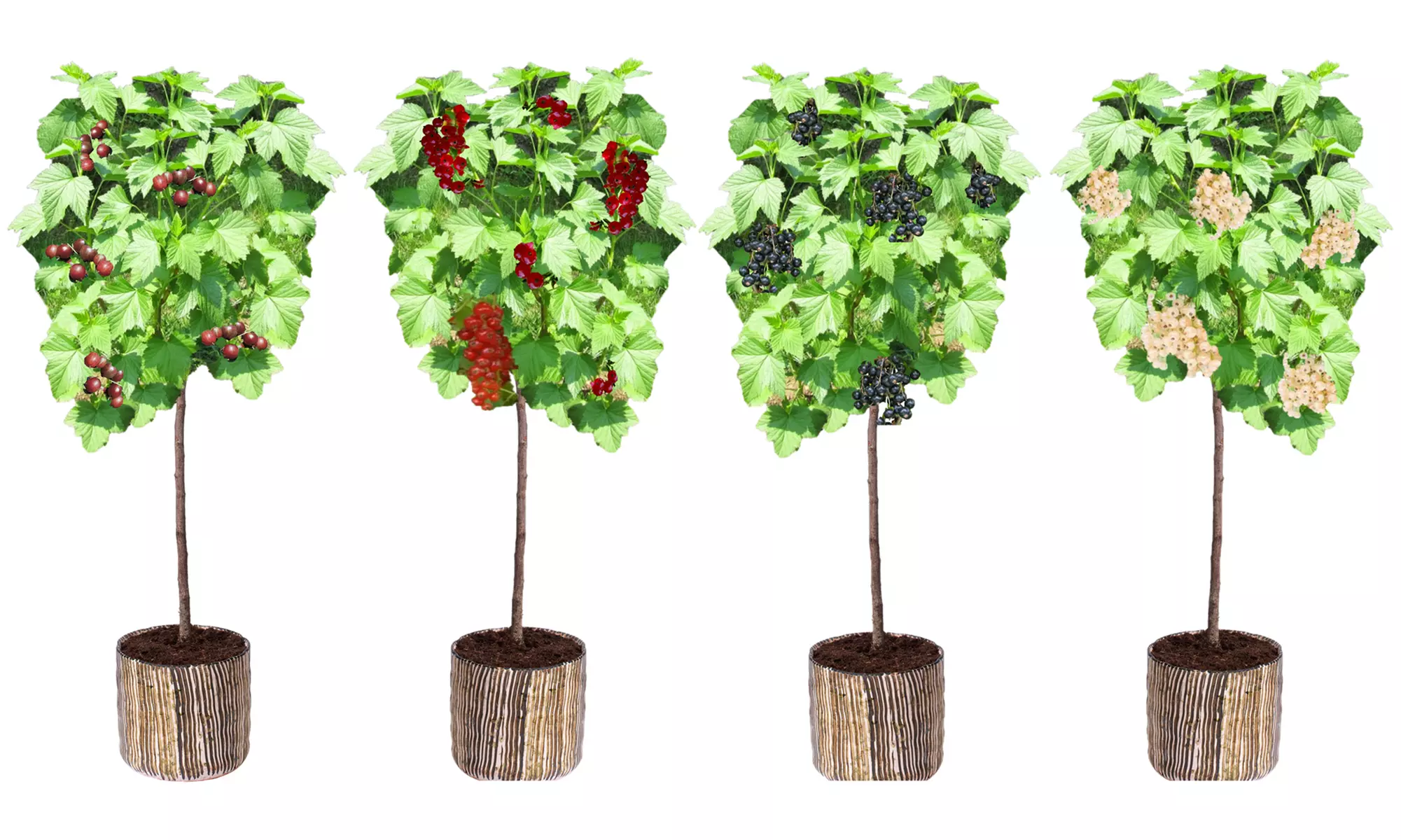 4er-Set Beeren-Pflanzen, inkl. Versand - Primary Image