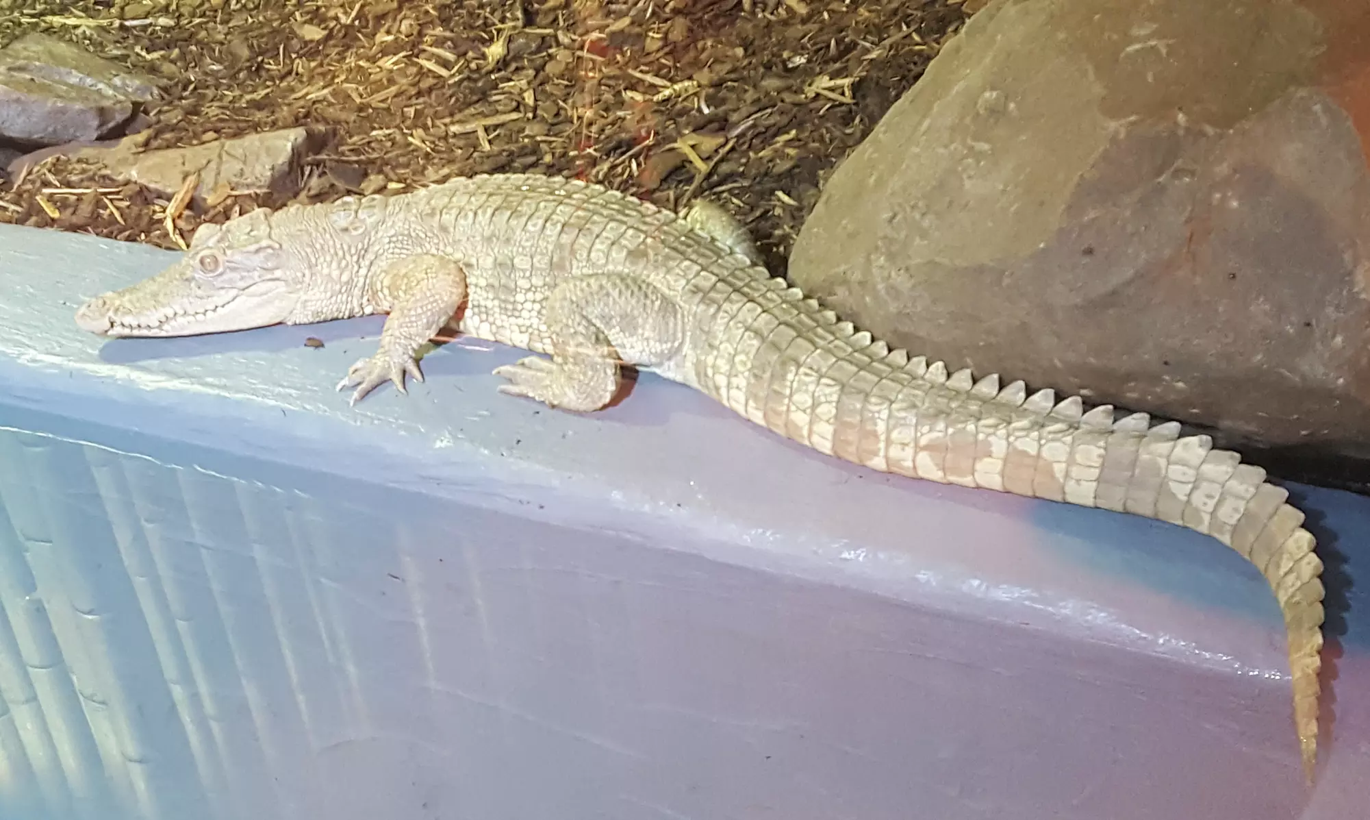 Familienabenteuer im Reptilien-Zoo: mit Tierbegegnungen & Spielplatz