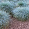 Image 1: 4 of 8 potjes Festuca glauca 'Elijah Blue'