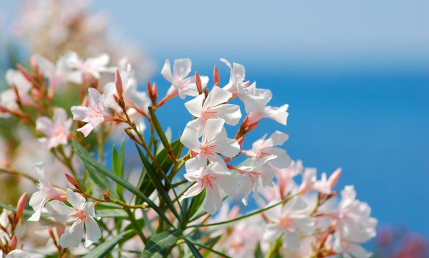 Image 2: Set de plantes Oleander