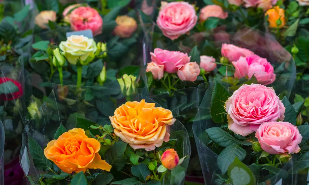 Set di 3 piante di rose in vaso