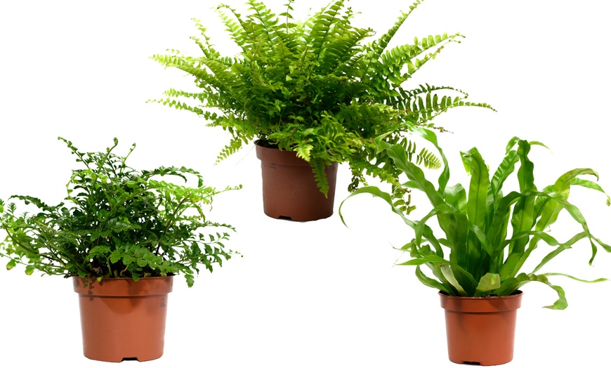 Image 2: Conjunto de 3 plantas de helecho