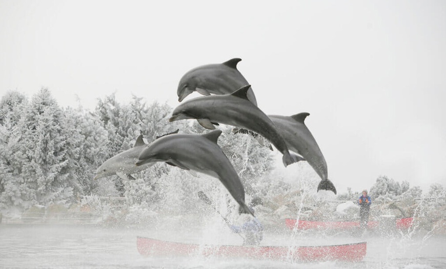 Image 2: Waar Noorderlicht dolfijnen ontmoet: tickets voor Winter Dolfinarium