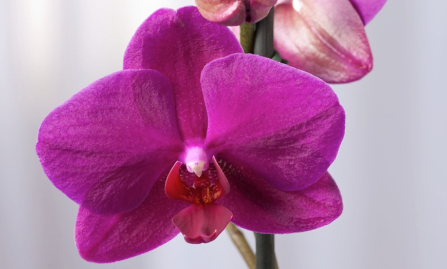 Image 5: Phalaenopsis orchidee