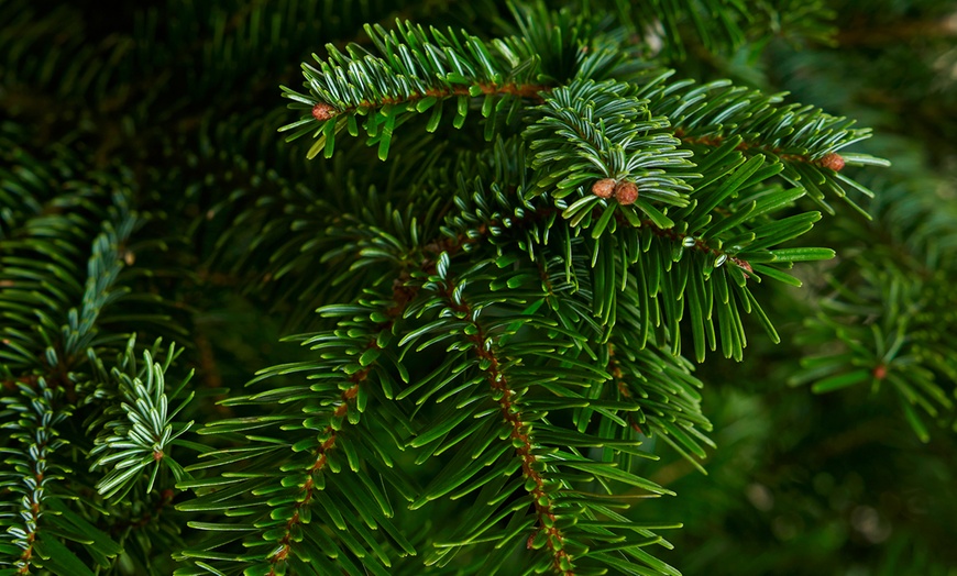 Image 7: Arbre de Noël naturel Nordmann