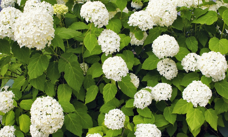 Image 2: 3 o 6 plantas hortensias