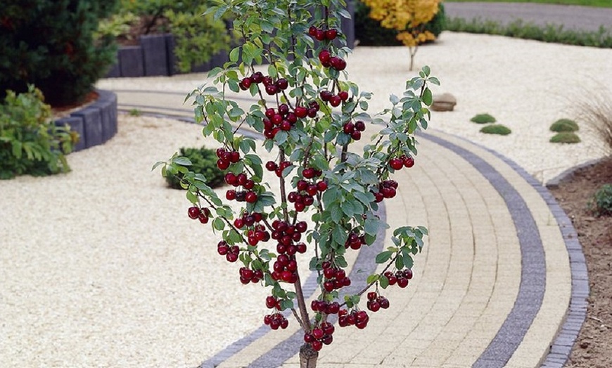 Image 6: Patio Fruit Trees