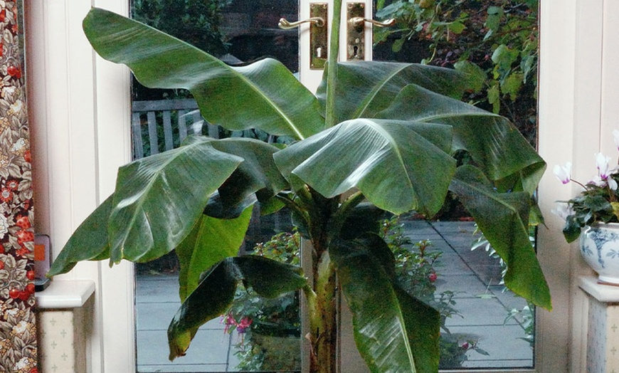 Image 2: Japanse Hardy Banana or Abyssinian Banana Plant in 12cm Pot
