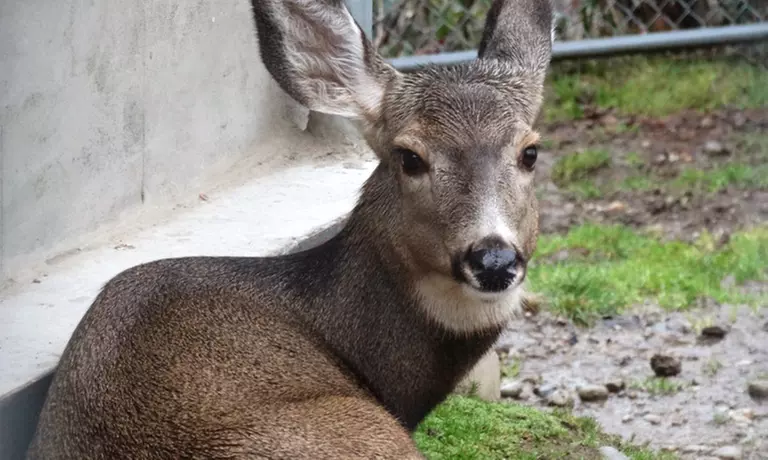 Zoo Outing for One or Two, Including a Mule-Deer Encounter at Cougar Mountain Zoo (Up to 48%Off) - Primary Image