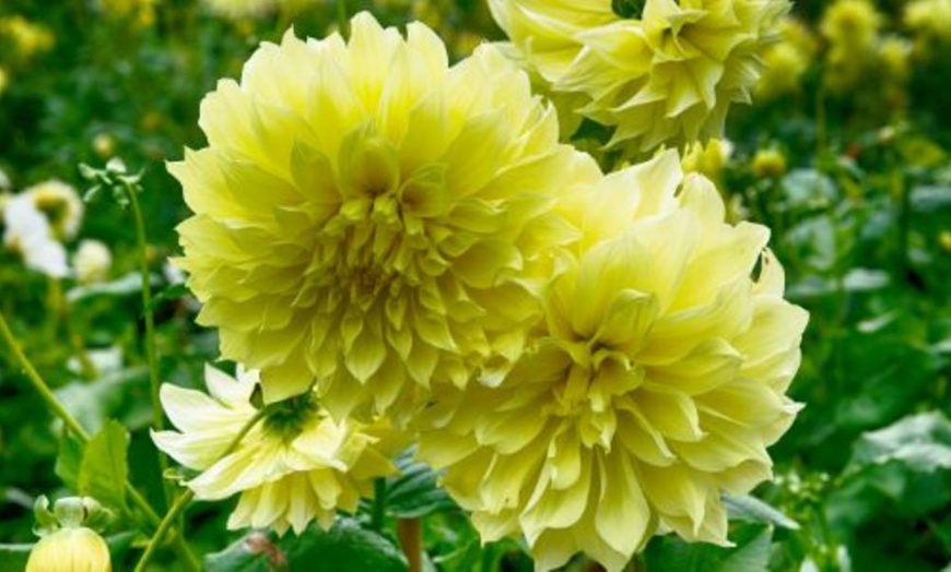 Image 8: Mixed Summer Dahlia Tubers