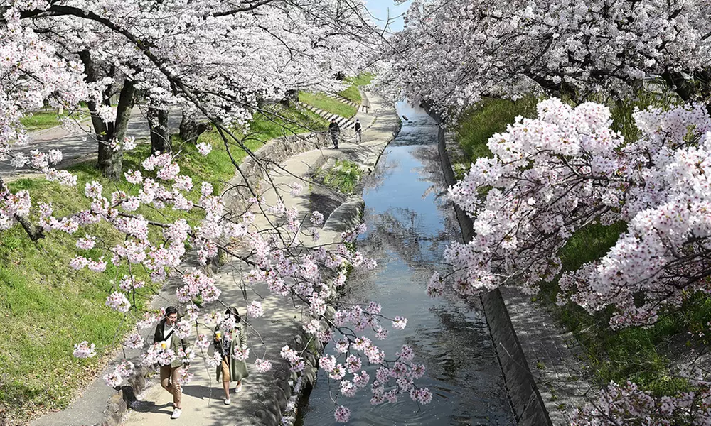 3 o 5 alberi da frutta XXL