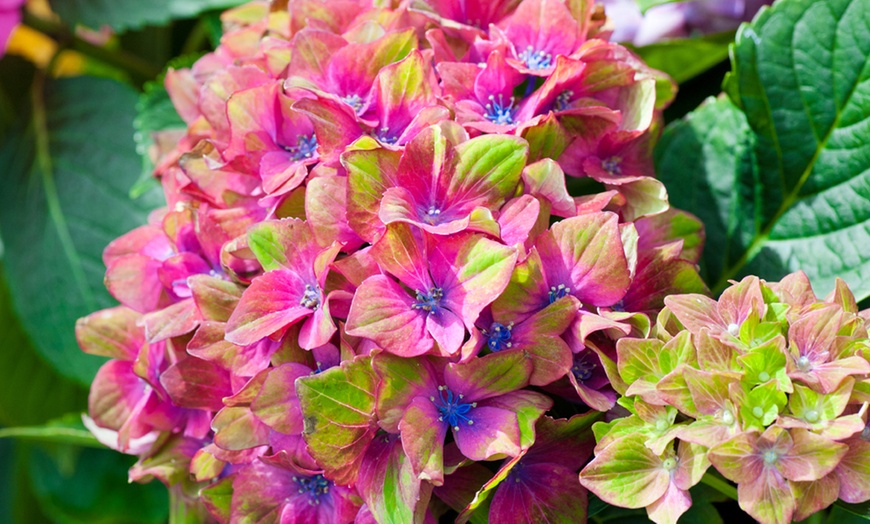 Image 2: Up to Four Hydrangea Macrophylla 'Glam Rock' Hardy Shrubs in 9cm Pots