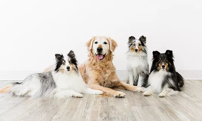 20- or 30-Minute In-Studio Photo Session with One 4x6 Print at Pet Photos by Olin (Up to 91% Off) - Primary Image