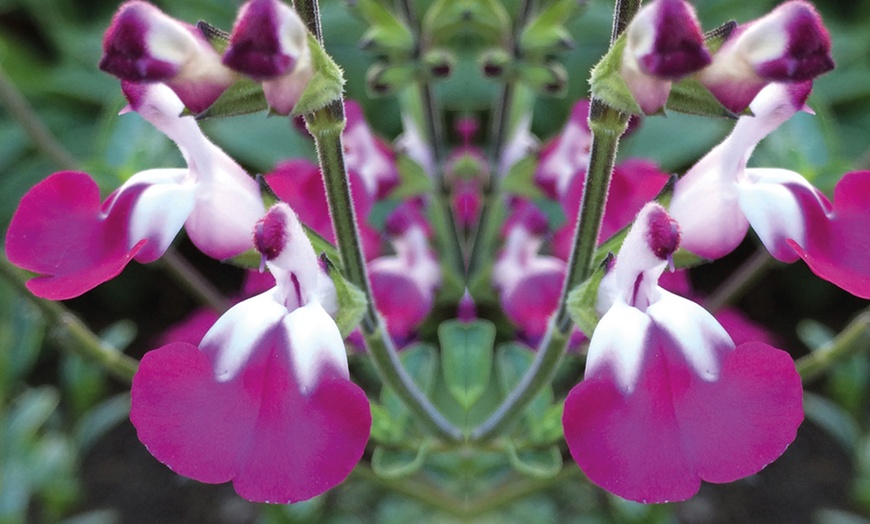 Image 2: Three or Six Salvia Neon Collection Plants 